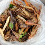 eating bugs and insects
