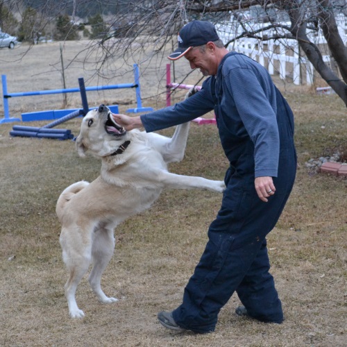 SPP035 Home Security & Fortifications