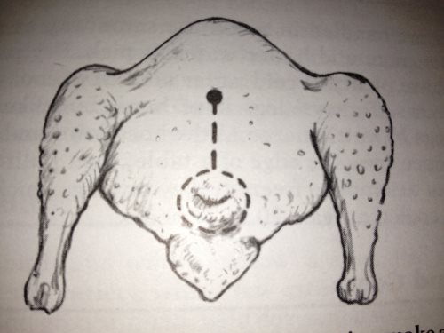 chicken diagram