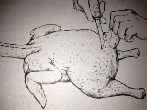 chicken diagram1