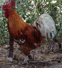 chicken turned rooster