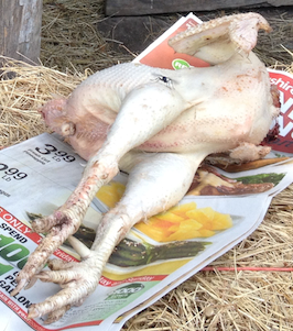 defeatherd chicken