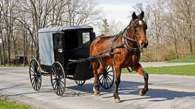 Horses, Livestock & the Apocalypse