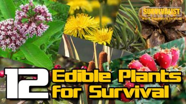 12 Edible Plants in a Survival Situation